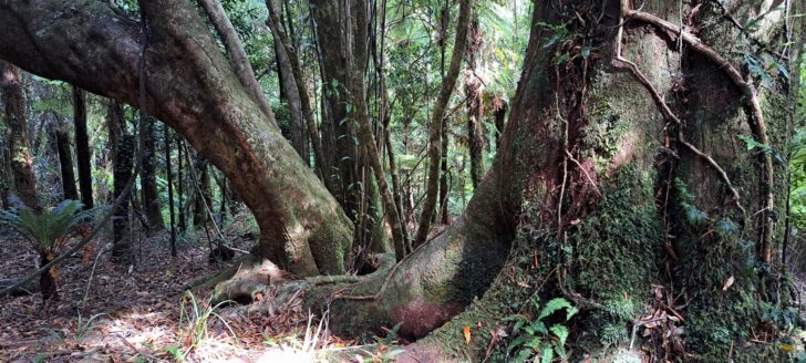 Wainuiomata Regional Park- 2024 - © wainuiomata.net