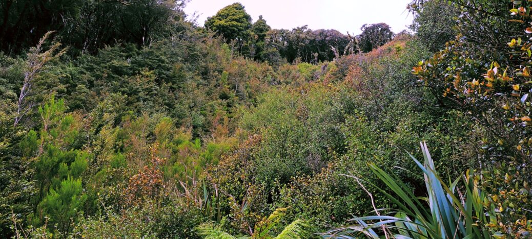 Old Slip below McKerrow Track - 2024 - © wainuiomata.net