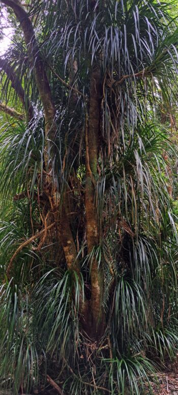 Epiphytes on Tree - Whakanui Track - 2023 - © wainuiomata.net