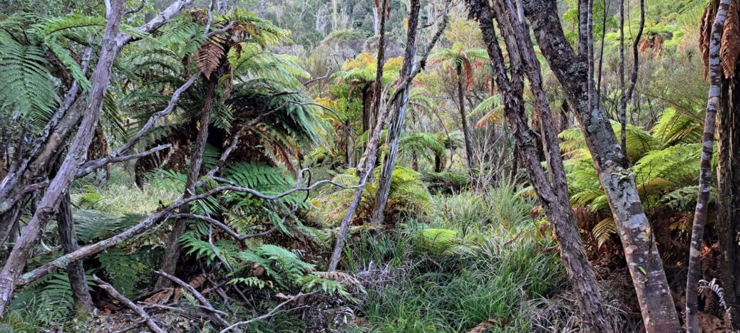 Gums Loop Swamp - 2024 - © wainuiomata.net