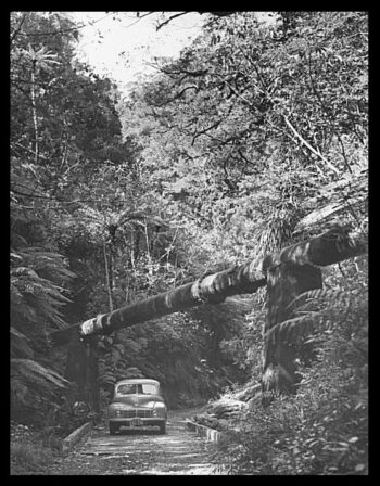 Georges Gully Orongorongo Pipeline - c1952