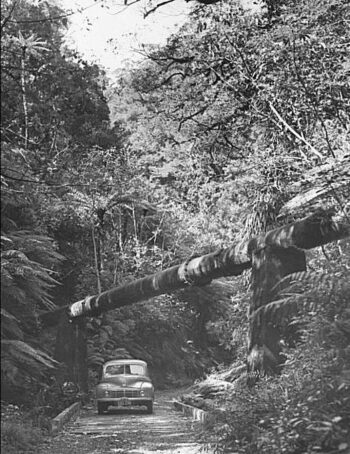 Georges Gully Orongorongo Pipeline - c1952