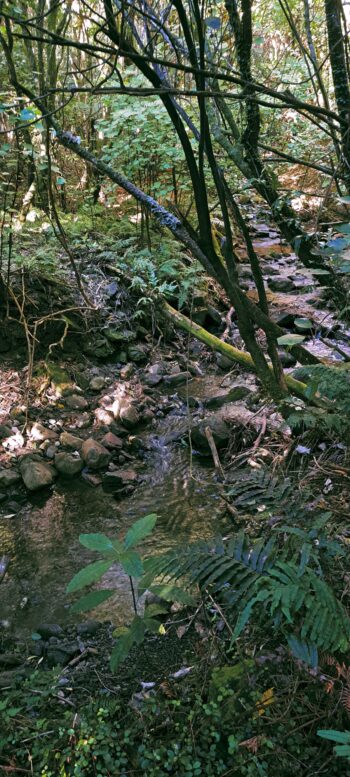Nikau Creek - 2024 - © wainuiomata.net
