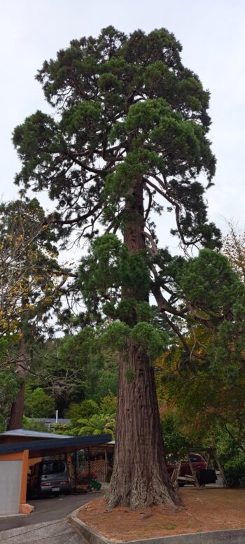 Giant Sequoia on Hine Road Wainuiomata - 2024 - © wainuiomata.net