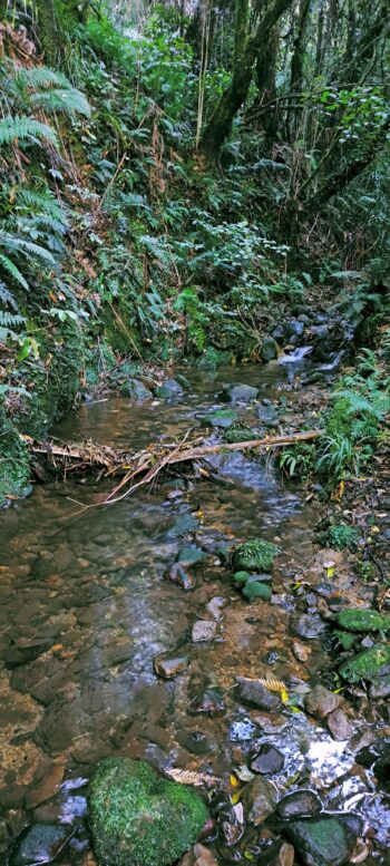 Sledge Track Creek - 2024 - © wainuiomata.net