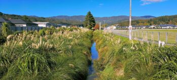 Parkway Waterway Planting - 2024 - © wainuiomata.net