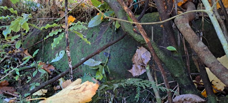 Pipeline that replaced the Water Race - Photo taken in 2024 - © wainuiomata.net