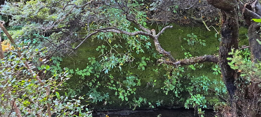 Concrete Wall at Wainuiomata River - 2024 - © wainuiomata.net