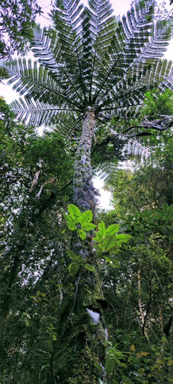 Black Fern on Sledge Track Loop - 2024 - © wainuiomata.net