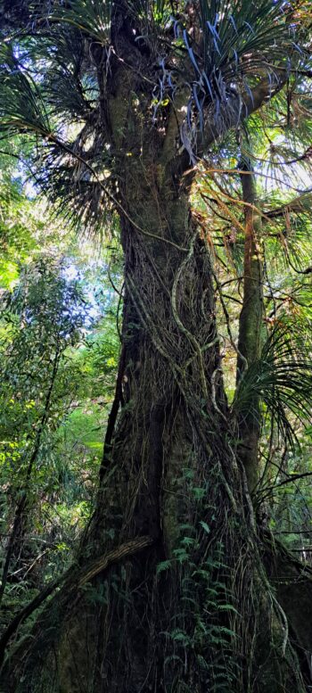 Large Tree at Sledge Track - 2024 - © wainuiomata.net