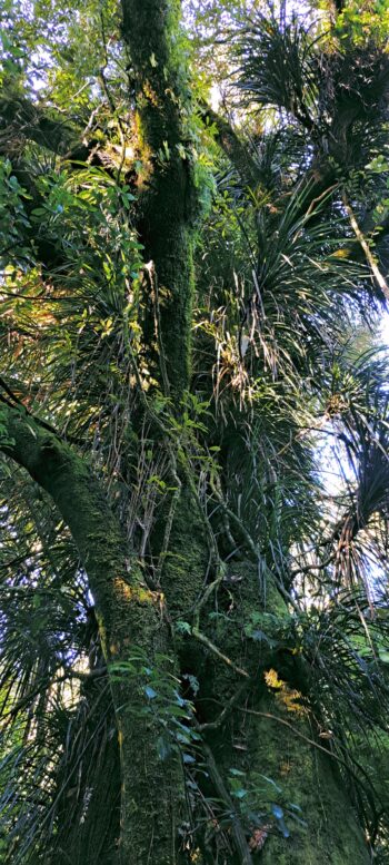 Tree Covered in Epiphytes at Sledge Track - 2024 - © wainuiomata.net