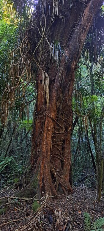 Tree Trunk on Sledge Track Loop - 2024 - © wainuiomata.net