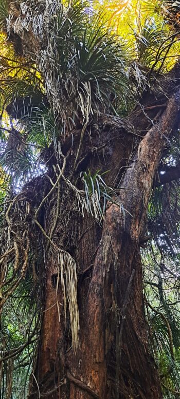 Epiphytes on Tree Trunk on Sledge Track Loop - 2024 - © wainuiomata.net