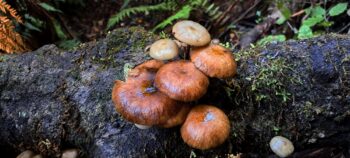 Fungus on Old Track through Reservoir Valley / Sinclair Valley - 2024 - © wainuiomata.net