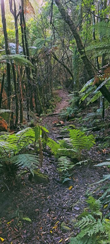 Scholes Creek Track - 2024 - © wainuiomata.net