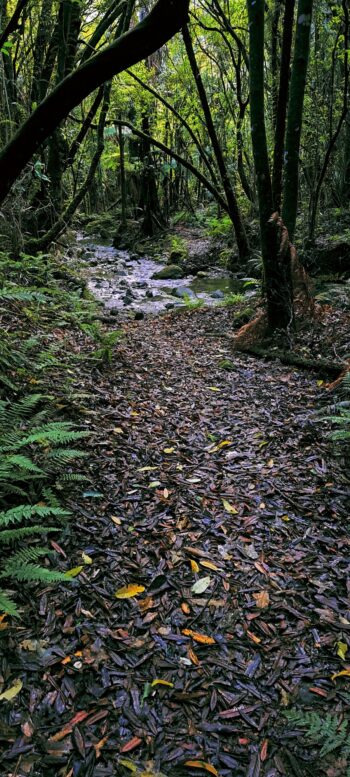 Scholes Creek Track - 2024 - © wainuiomata.net