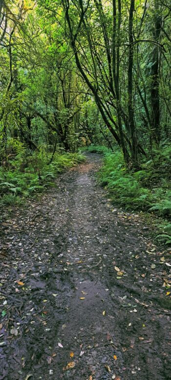 Scholes Creek Track - 2024 - © wainuiomata.net