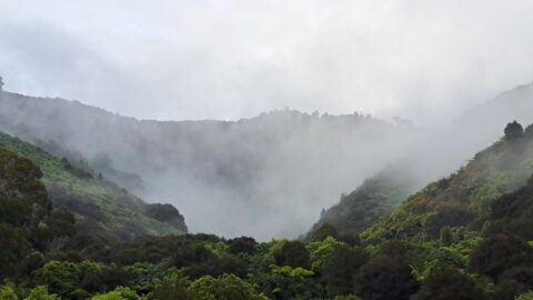 Misty Nikau Creek Valley - 2024 - © wainuiomata.net