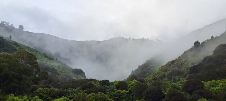 Misty Nikau Creek Valley - 2024 - © wainuiomata.net