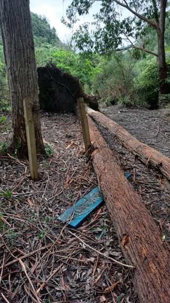 Fallen Gum Tree behind Ultimate Pool - 2024 - © wainuiomata.net