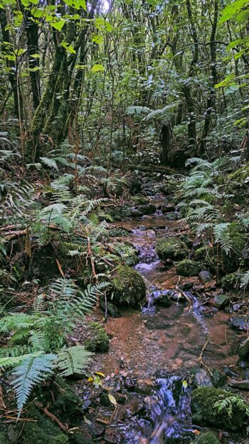 Unnamed Creek in Gums Loop Forest - 2024 - © wainuiomata.net