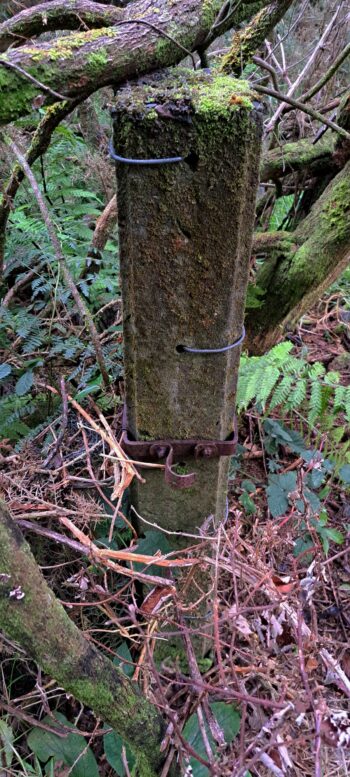 Old Fence Post with gate latch at Pearson Hut site - 2024 - © wainuiomata.net