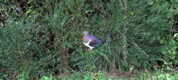 Kererū (Wood Pigeon) - 2024 - © wainuiomata.net