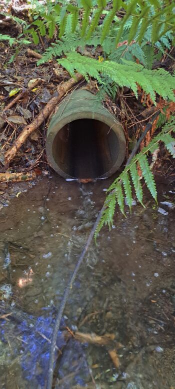 Pipe under Reservoir Road - 2024 - © wainuiomata.net