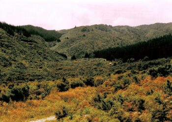 Northern Moores Valley in 1993 looking north-west.