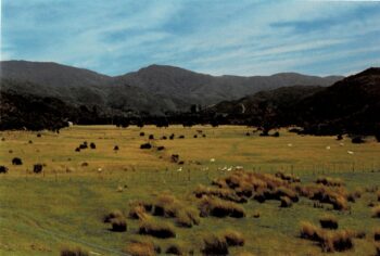 Farmland, Northern Moores Valley in 1993, looking north.