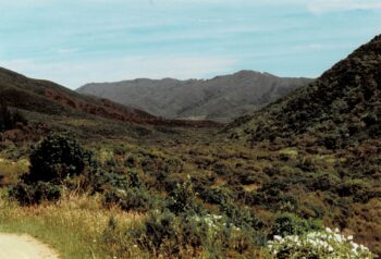 Northern Moores Valley in 1993, looking south.