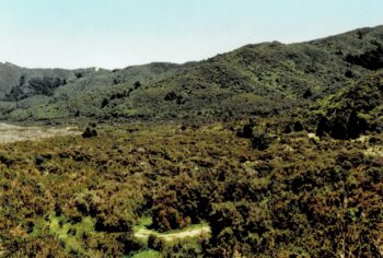 Northern Moores Valley in 1994, looking south-west.