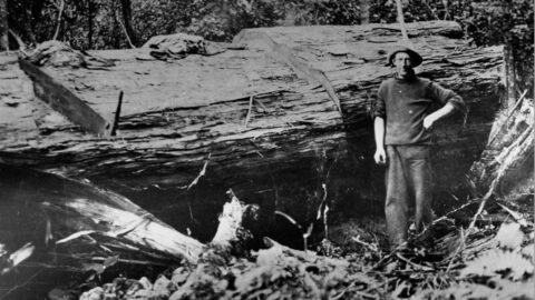 Dick Wootton a Wood Cutter and Post-Splitter from Wainuiomata - Circa 1934