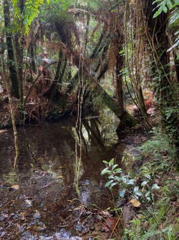 Skull Gully Stream - 2024 - © wainuiomata.net