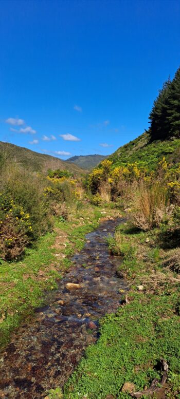 Wainuiomata Stream Upper Moores Valley - 2024 - © wainuiomata.net