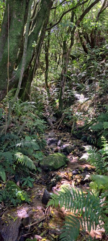 Unnamed Stream near Moores Valley Road - 2024 - © wainuiomata.net