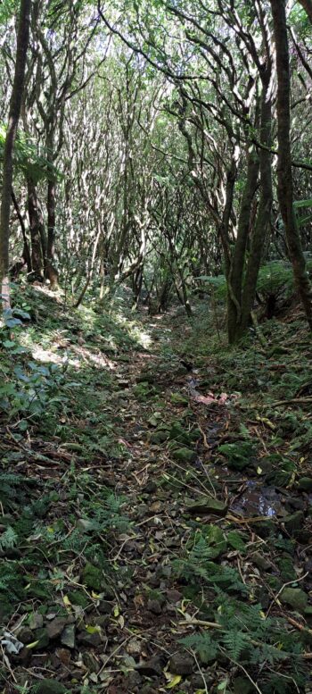 Unnamed Stream near Moores Valley Road - 2024 - © wainuiomata.net