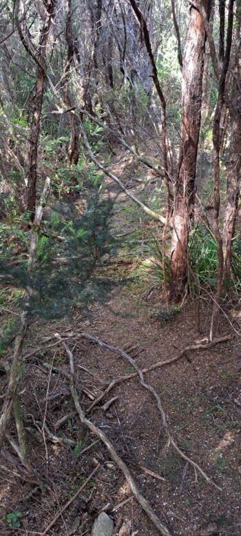 Old Firebreak on Ridge above Sunny Grove - 2024 - © wainuiomata.net