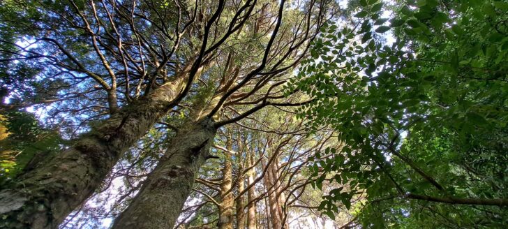 Kahikatea Nikau Valley - 2024 - © wainuiomata.net
