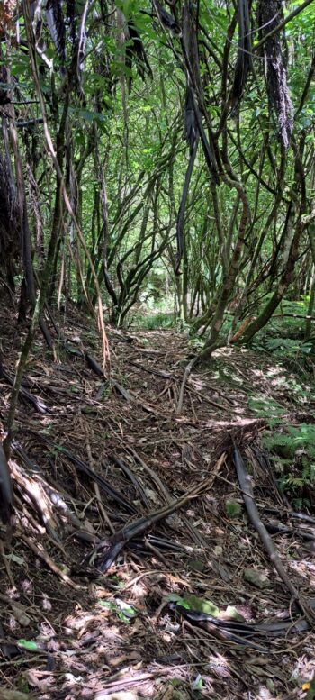 Forest canopy on hillside above Sunny Grove Track - 2025 - © wainuiomata.net