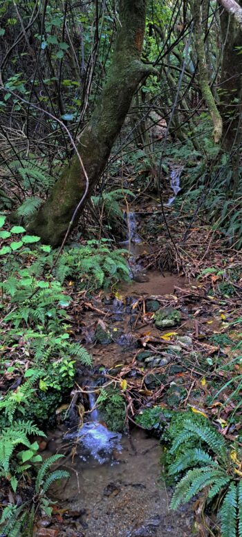 Creek flowing under Looking down toward Sunny Grove Track - 2025 - © wainuiomata.net