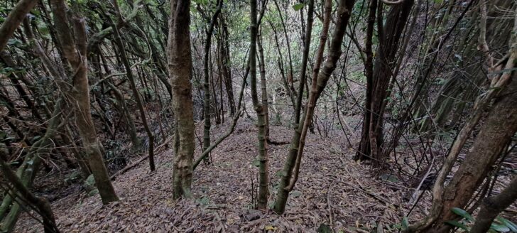 Steep spur above Sunny Grove Track - 2025 - © wainuiomata.net