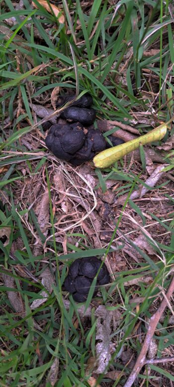 Animal droppings on the old ridge firebreak above Sunny Grove Track - 2025 - © wainuiomata.net