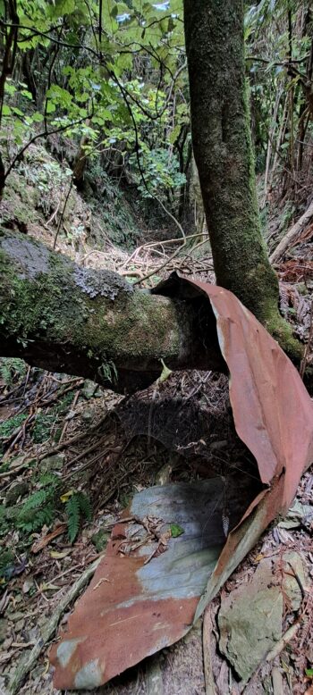 Corrugated iron sheet wrapped around tree in a creek behind Sunny Grove - 2025 - © wainuiomata.net