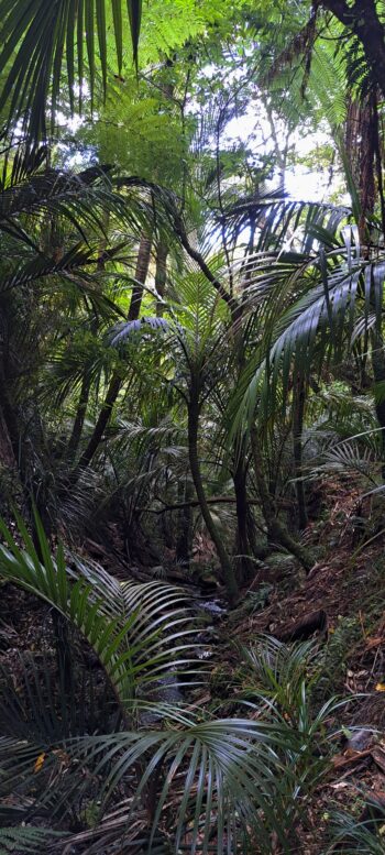 Upper Nikau Creek Track - 2025 - © wainuiomata.net