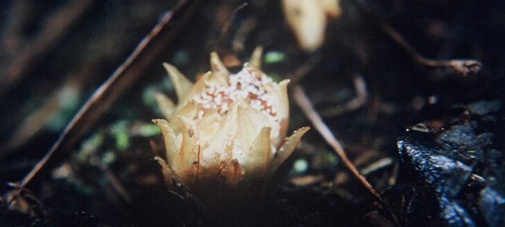 By Department of Conservation - [New Zealand Department of Conservation www.doc.govt.nz], CC BY-SA 4.0, https://commons.wikimedia.org/w/index.php?curid=47509285