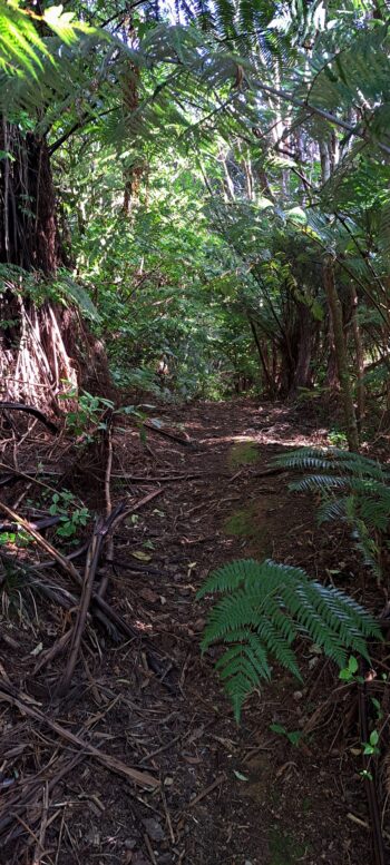 Abandoned section of the Whakanui Track / Sinclair Track as seen from the Gums Loop Walk extension - 2025 - © wainuiomata.net