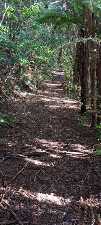 Abandoned section of the Whakanui Track / Sinclair Track as seen from the Gums Loop Walk extension - 2025 - © wainuiomata.net