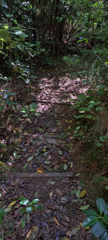 Steps down to Sinclair Cemetery from an abandoned section of the Whakanui Track - 2025 - © wainuiomata.net