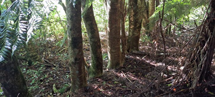 Holly Trees / Sinclair Track - 2025 - © wainuiomata.net